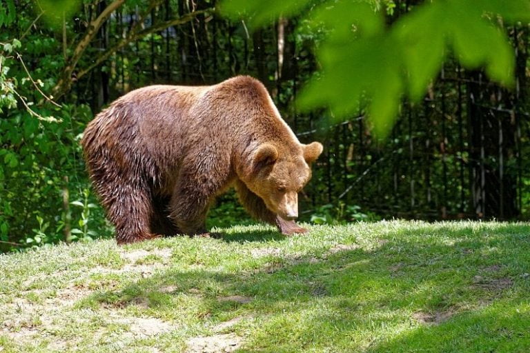 Acuzații de braconaj: cel mai mare urs din UE a fost omorât de un prinț austriac în Covasna