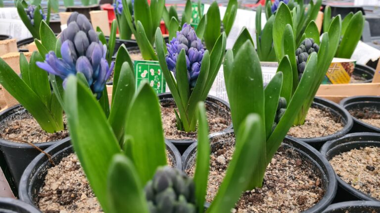Zambile, lalele și narcise, produse în premieră de specialiștii horticoli de la USAMV Cluj-Napoca