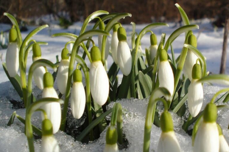 Iarnă este mai blândă în februarie după spusele meteorologilor. Temperaturile vor fi mai ridicate decât valorile normale