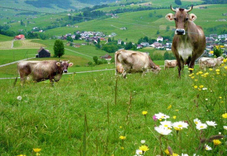 Subvenții suplimentare APIA pentru rasele de animale în pericol de abandon! ￼