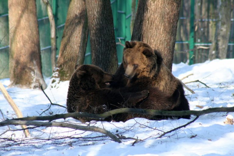 Ziua ursului la Grădina Zoologică din Târgu Mureș! Conform tradiției populare animalul anunță cum va fi vremea