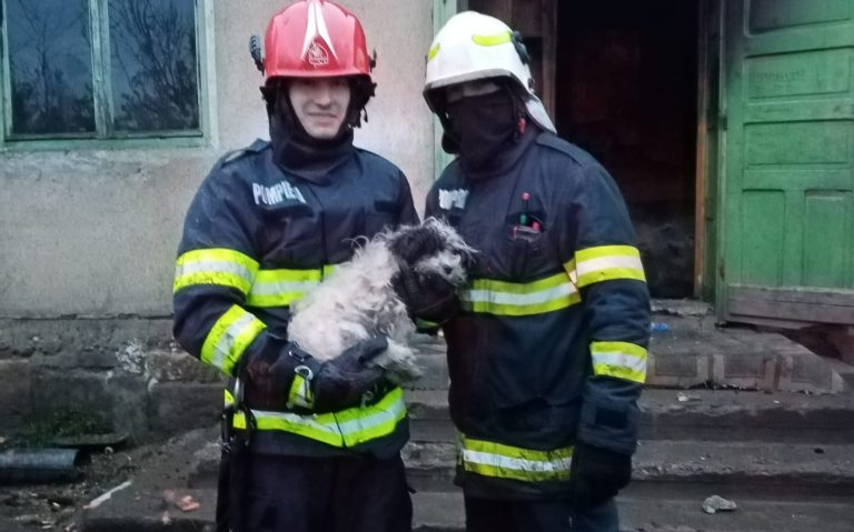 FOTO/ Pompierii au salvat un câine dintr-un incendiu la Cojocna