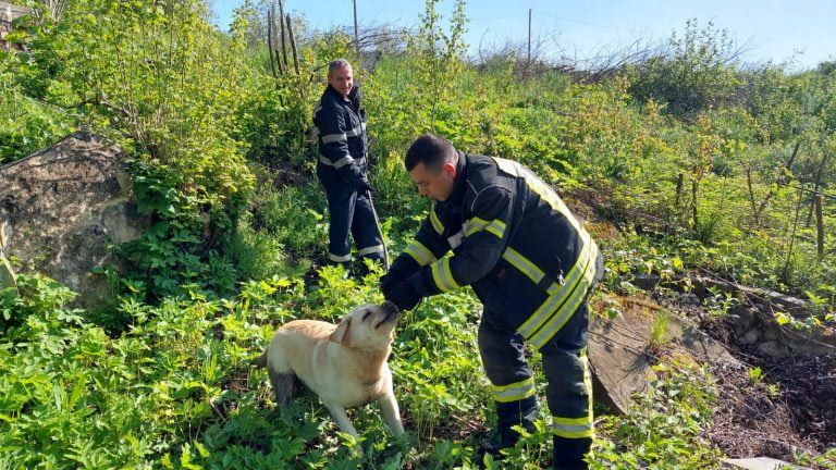 FOTO. Câine salvat de pompieri după ce a căzut într-o fântână din Feleacu