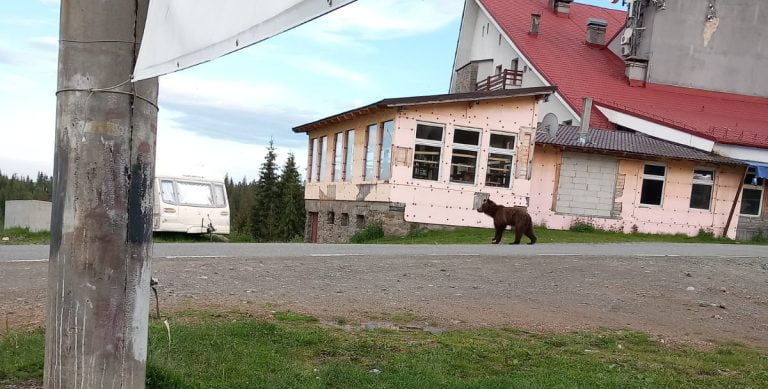 FOTO. Alertă, urs la Muntele Băișorii. Panică în stațiune