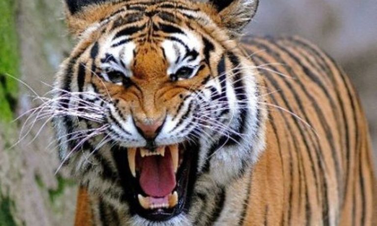 Tragedie la Grădina Zoologică din Pitești: Un angajat a decedat după ce a fost atacat de un animal sălbatic