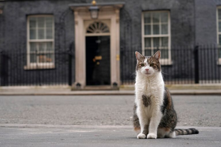 Larry, celebrul motan de la Downing Street, marchează 14 ani de „mandat”