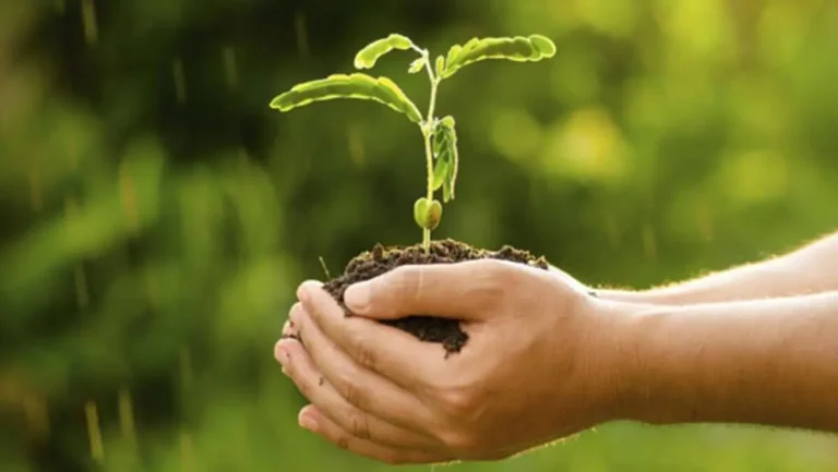 BANI GRATIS de la Bruxelles! Fermierii români pot încasa MII DE EURO doar pentru că lasă natura în pace!