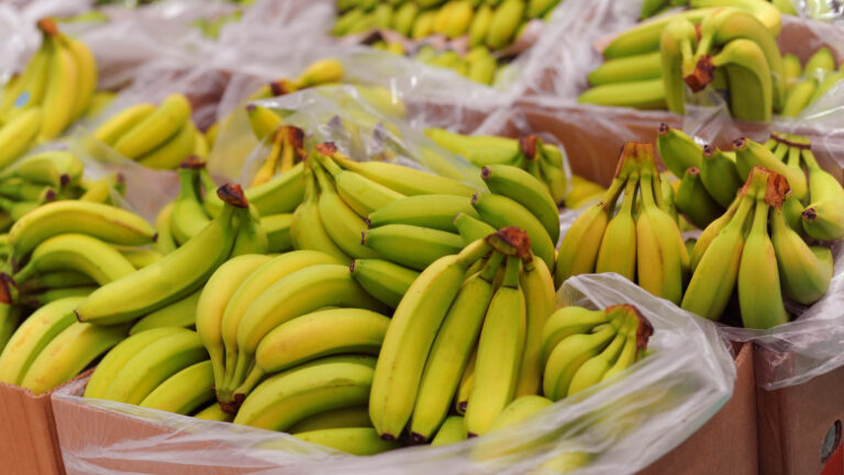 Banane „made in România”? Cum a ajuns o țară fără tropice să trimită sute de camioane cu banane în Europa