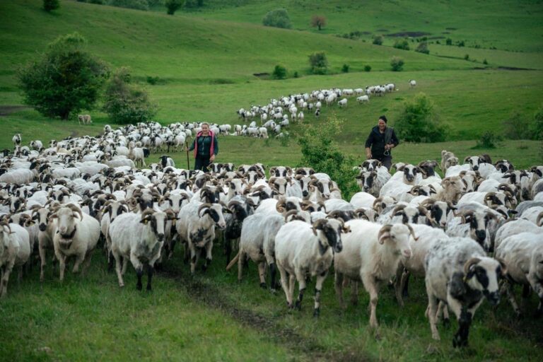 Proiectul AUR pentru reducerea impozitelor micilor fermieri a trecut de Senat. Facilitatea vizează terenurile de până la 5 hectare