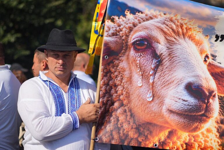 Problemele fermierilor, departe de a fi rezolvate. Vaccinarea care ar trebui să deblocheze exporturile de ovine ar putea închide alte piețe